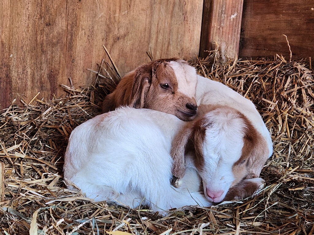 Two baby goats cuddled in straw