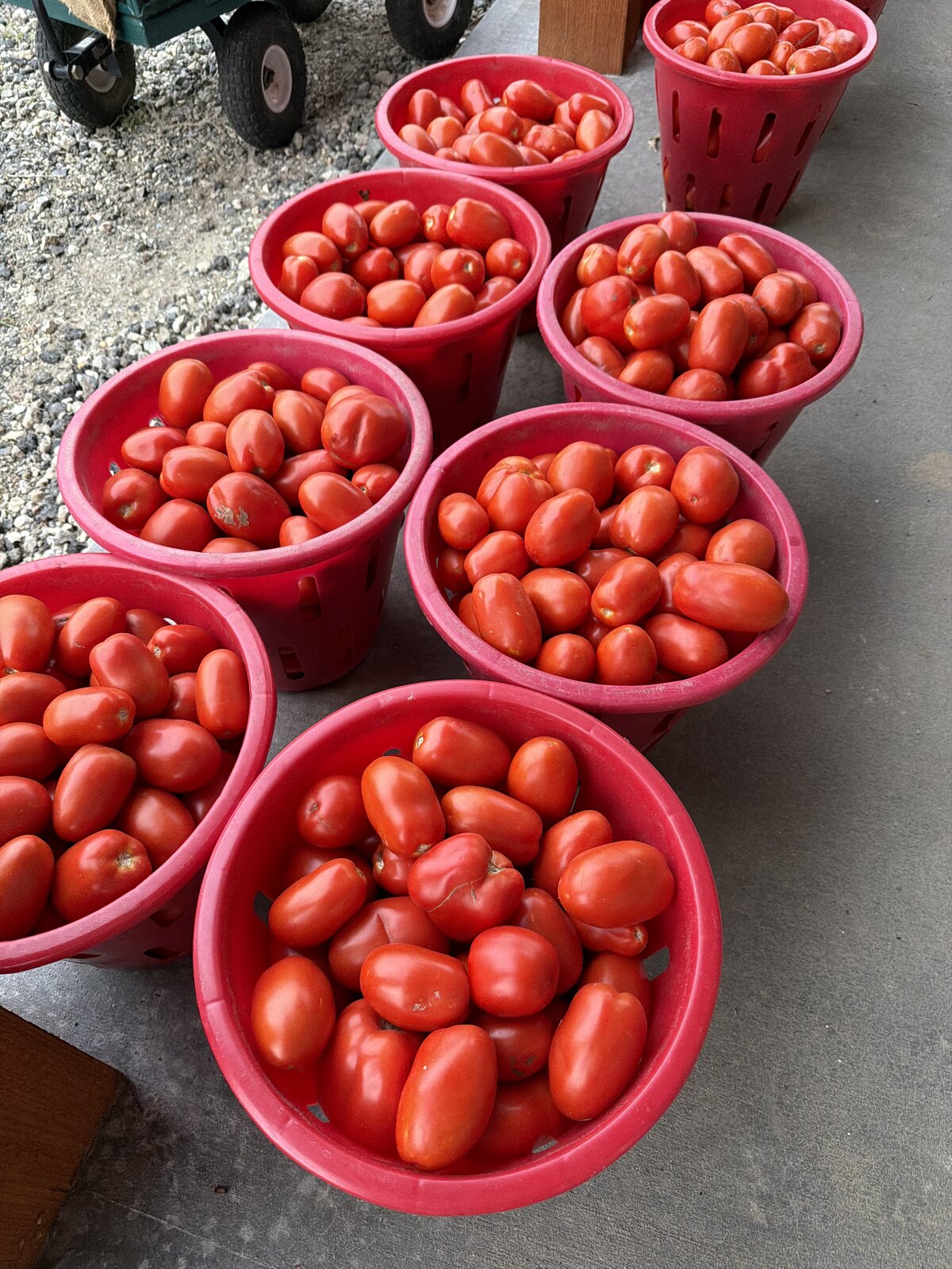 Rows of red baskets filled with ripe sauce tomatoes at the farm