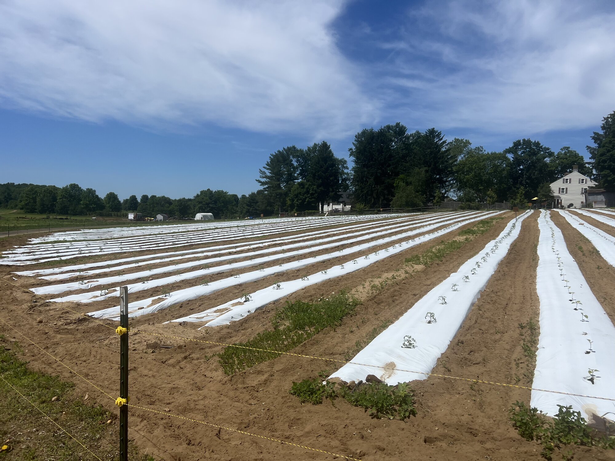 Rows of crops under white row covers in the field