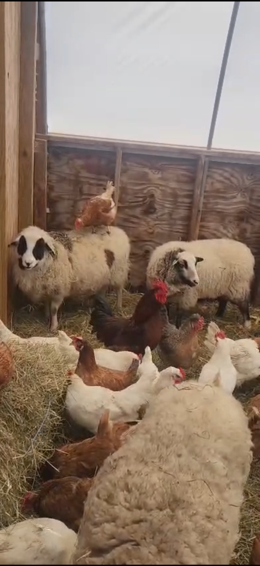 Sheep and chickens sharing the barn