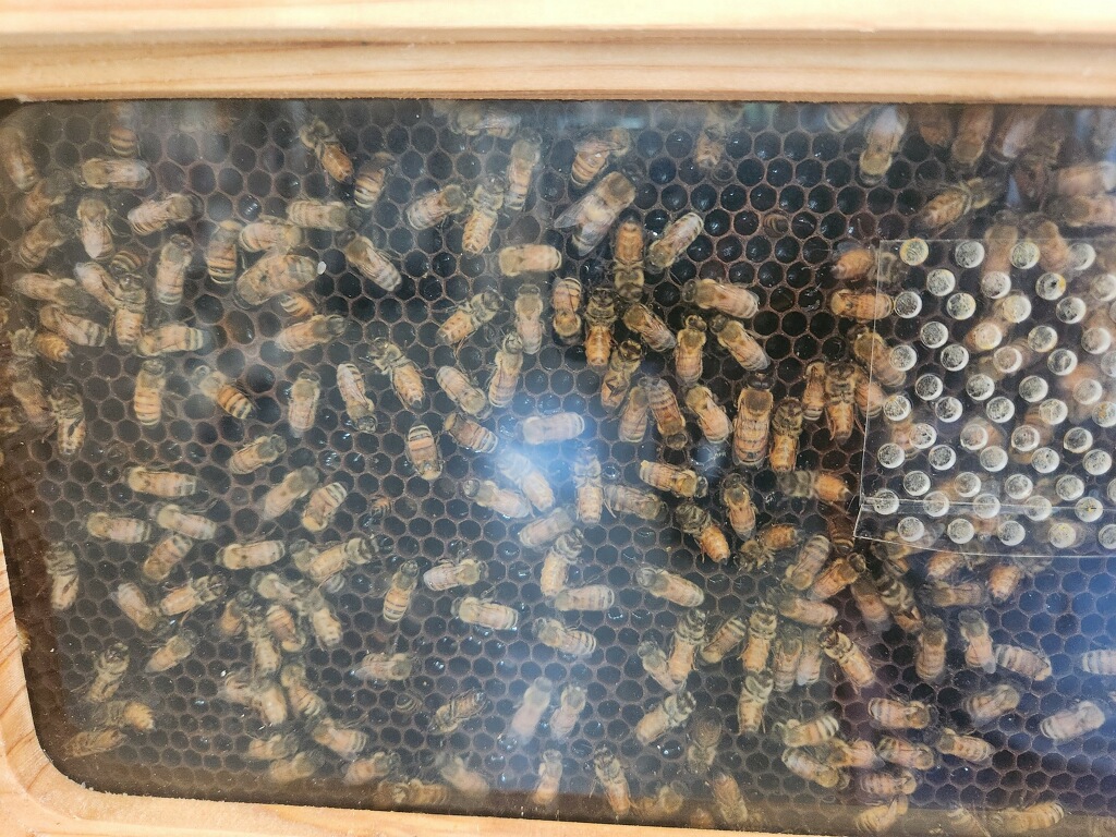 Close-up of bees on honeycomb behind glass in the live hive display