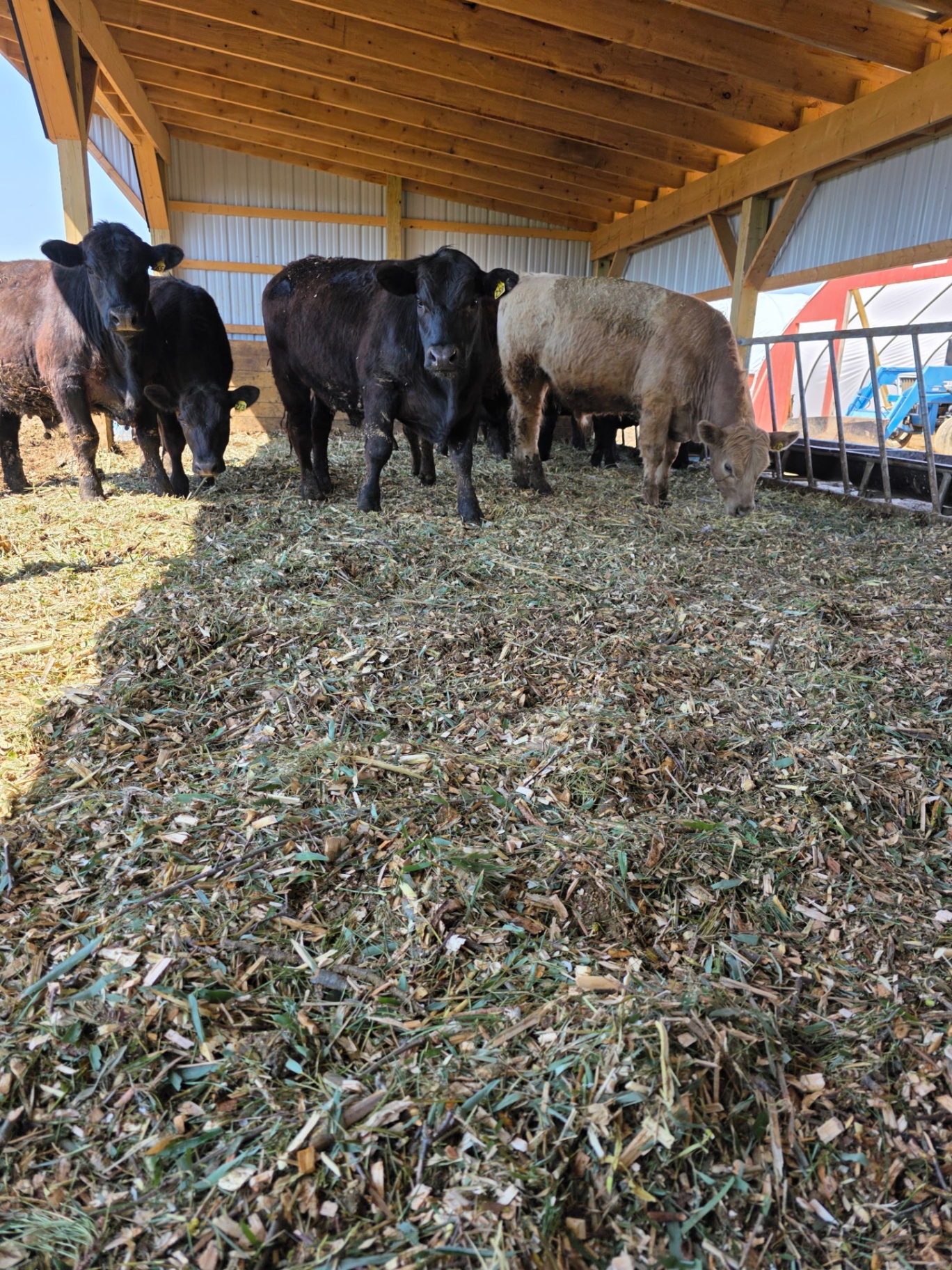 Cattle feeding under the barn roof