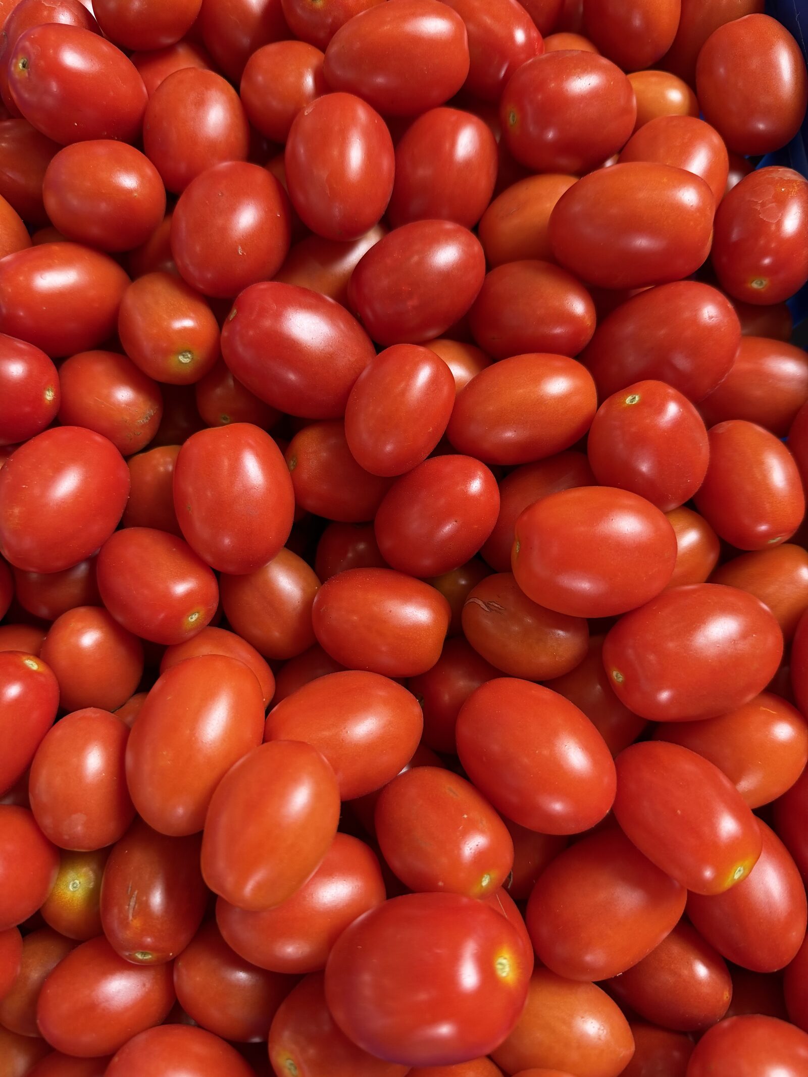 Crate packed full of bright red plum tomatoes
