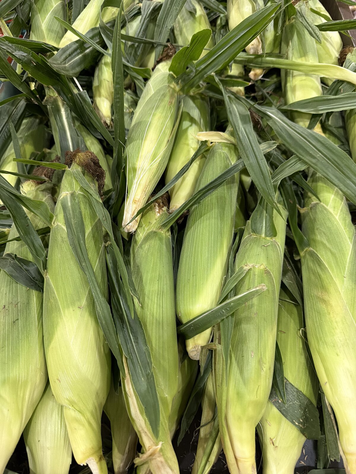 Freshly picked sweet corn in the husk piled at the Farmstand