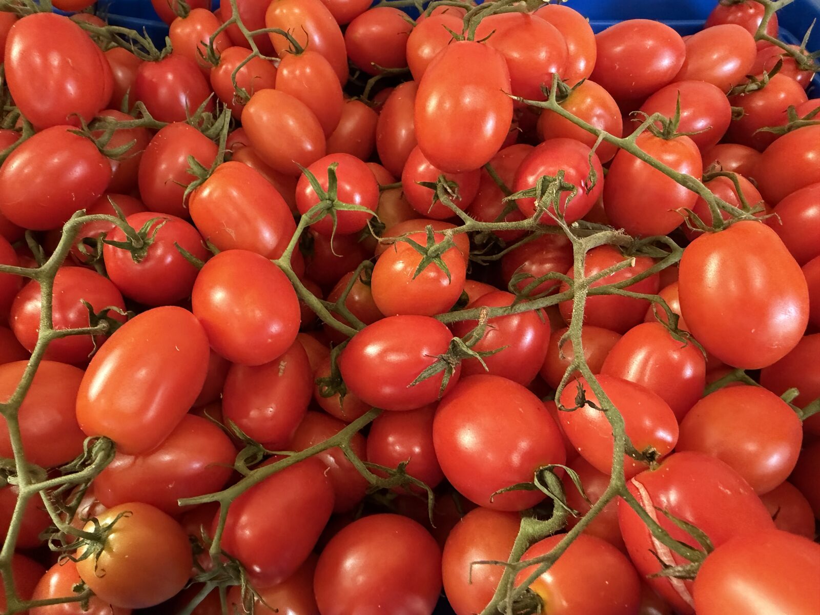 Vine-ripened plum tomatoes still on the vine in a harvest crate