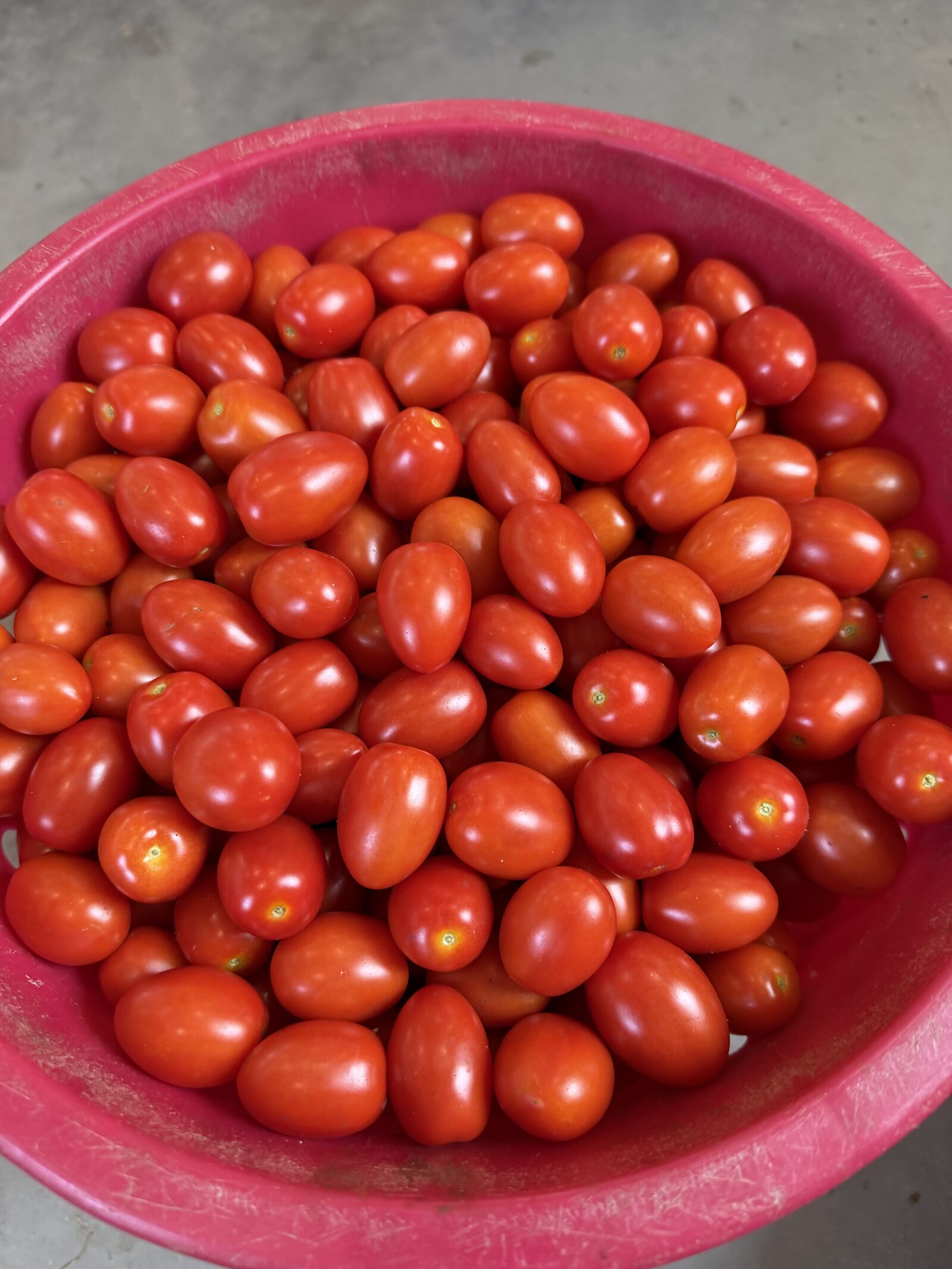 Basket of ripe red sauce tomatoes freshly picked at the farm