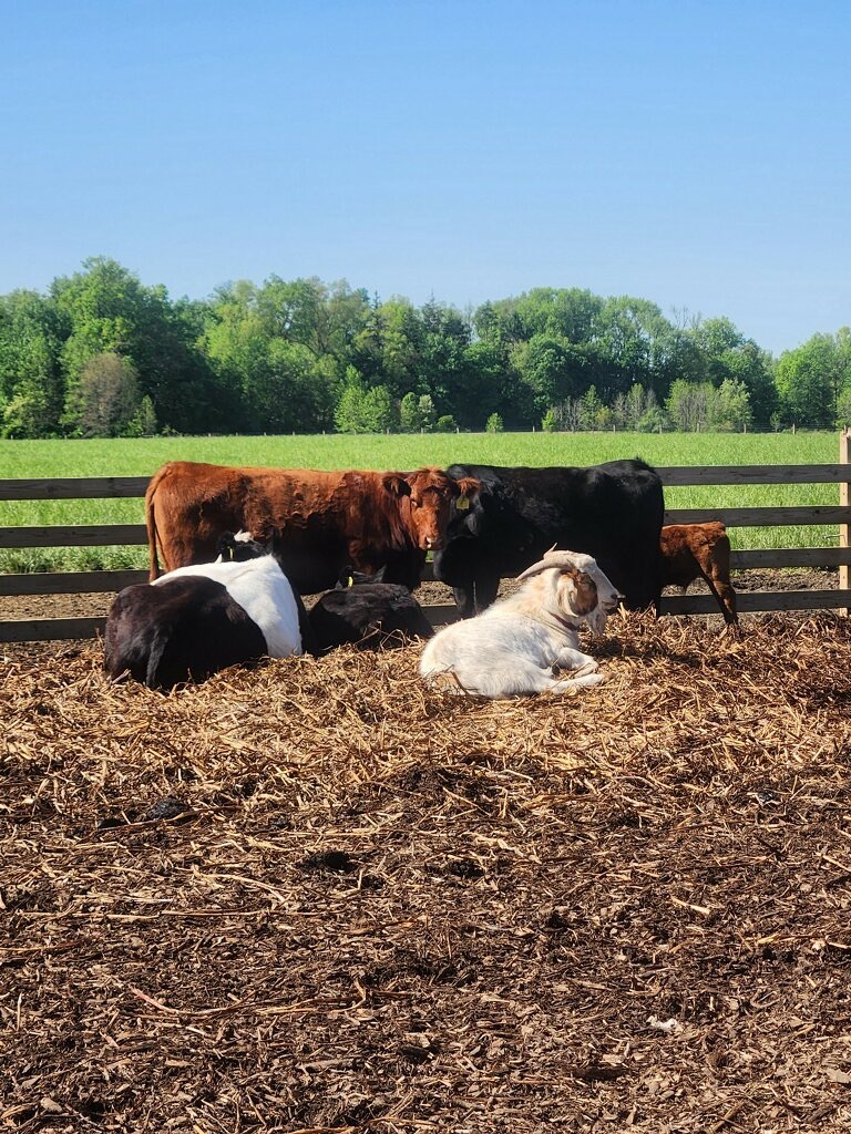 Cattle and a goat resting by the pasture fence