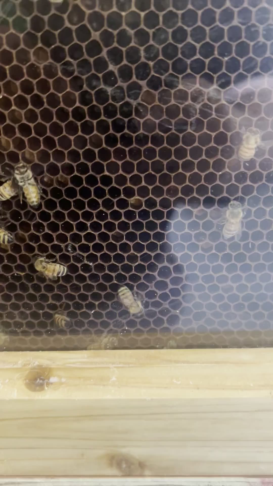 Video from around the farm