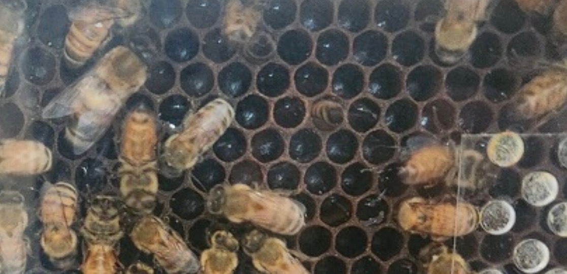 Detailed view of worker bees building honeycomb