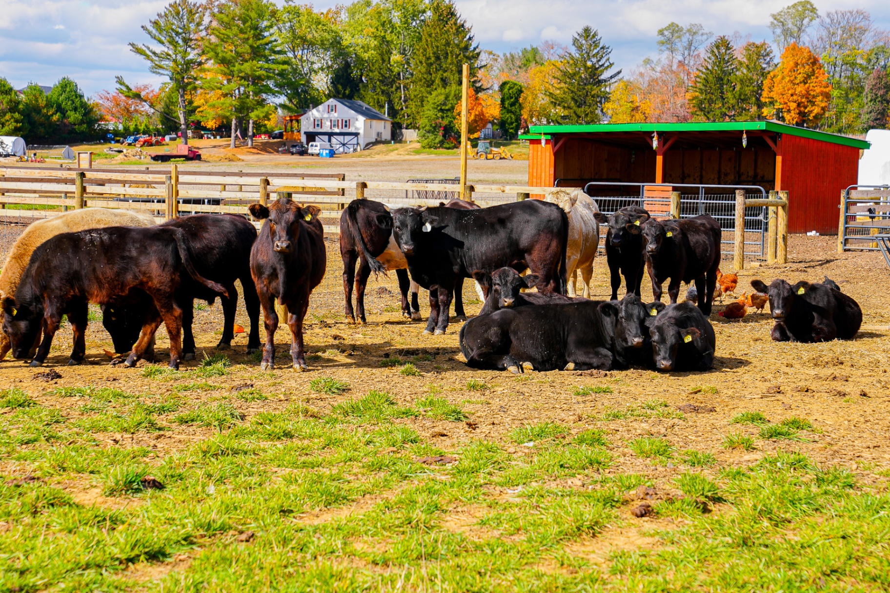 Pasture-Raised Meats