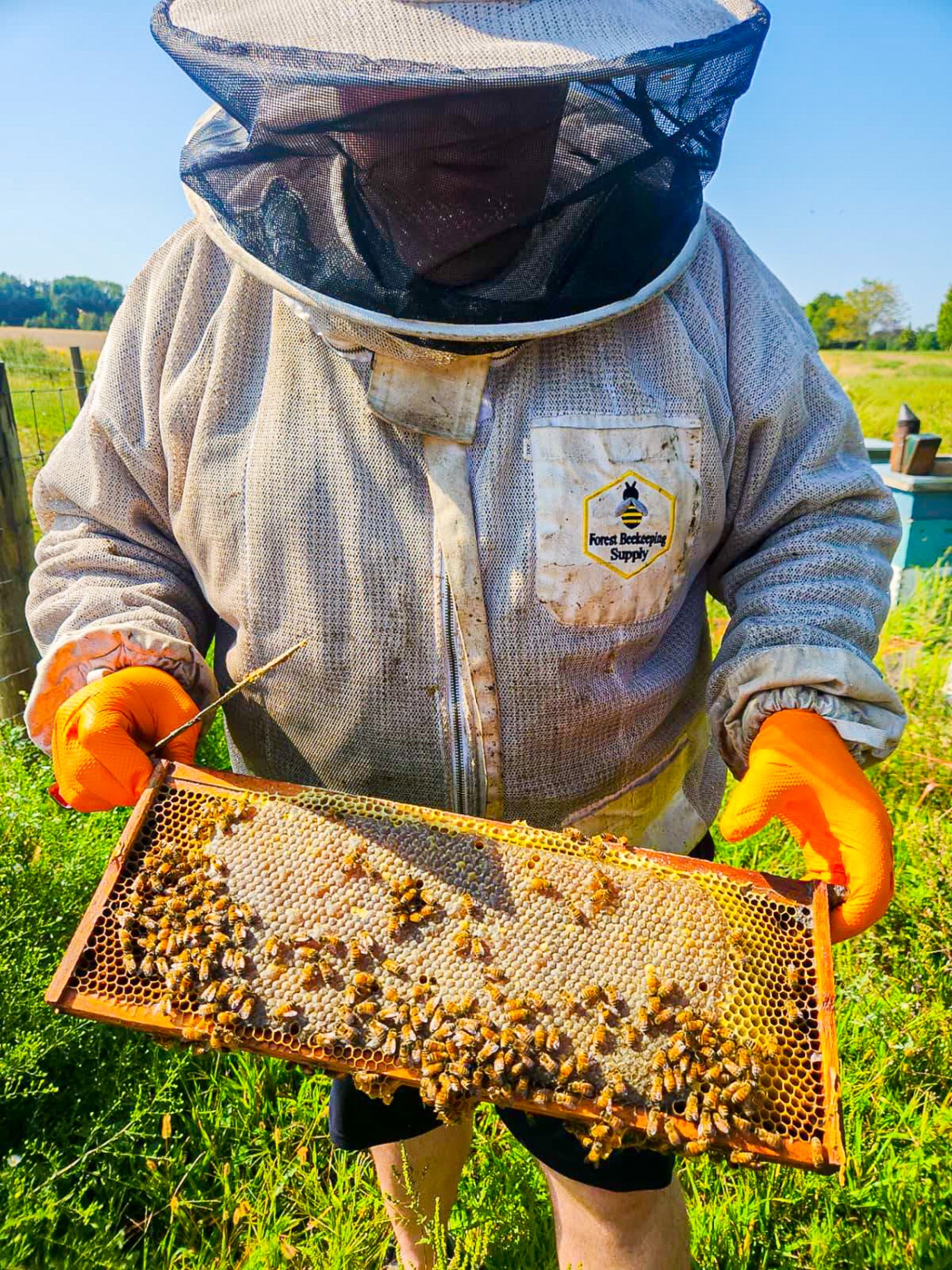 Beekeeper holding a honeycomb frame