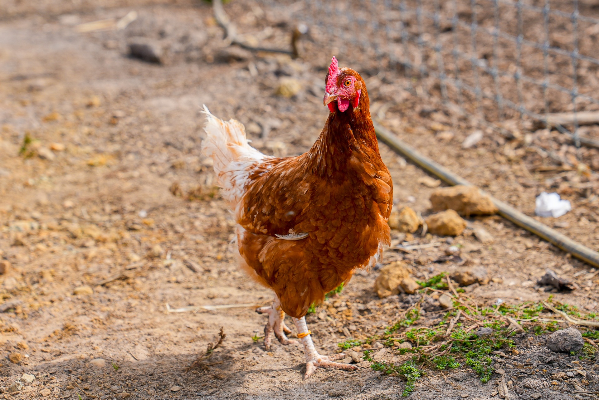 Free-range hen on the farm