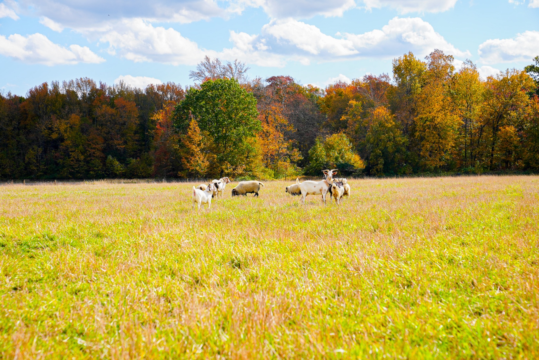 Goats and sheep grazing in an autumn pasture