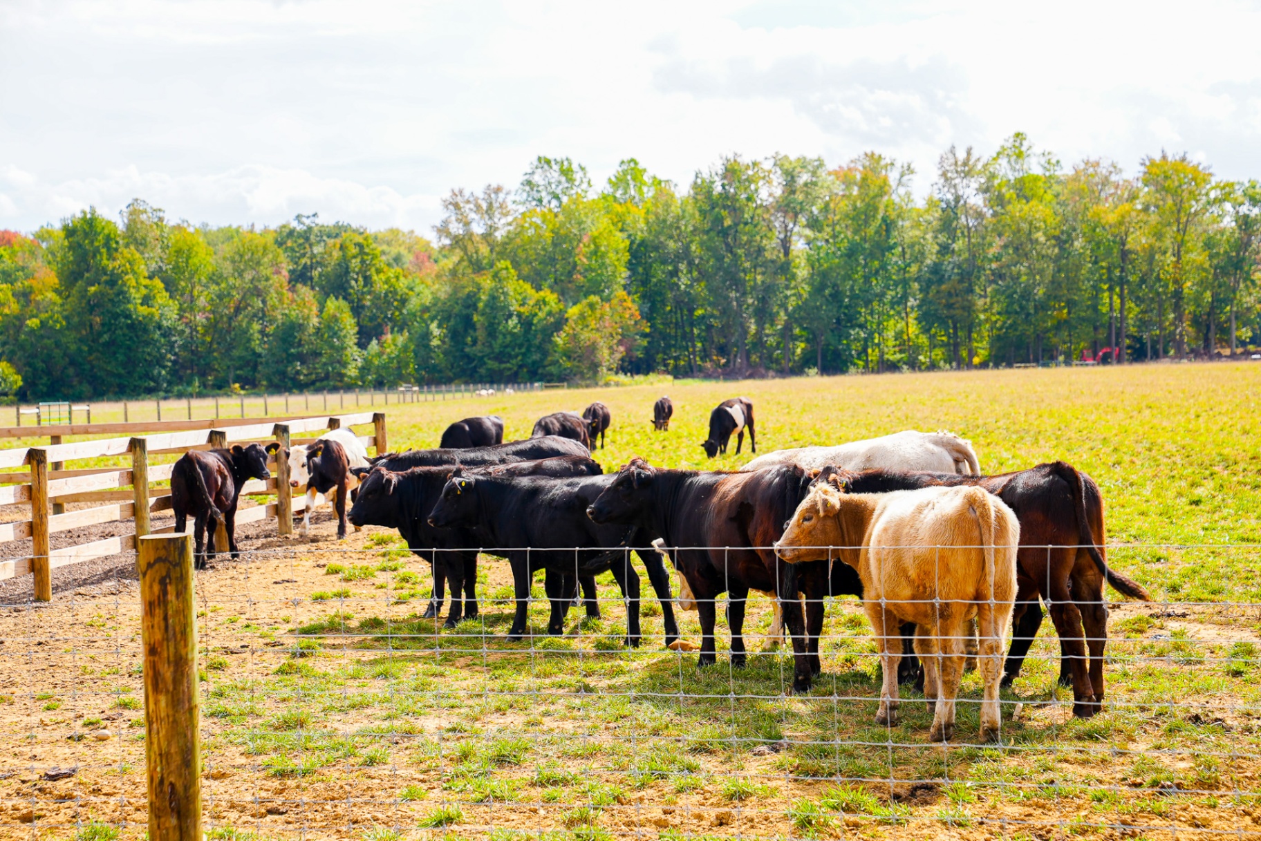 Cows in pasture at sunrise
